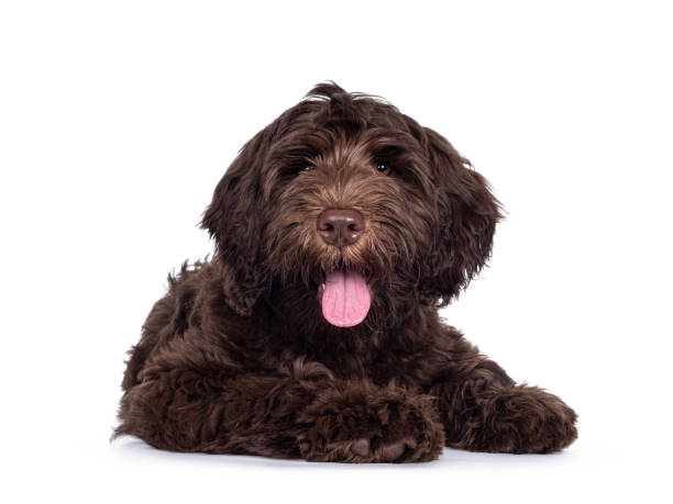 istock Brown Cobberdog pup op white background 1307720958