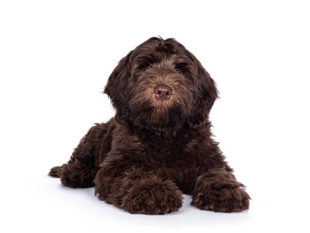 istock Brown Cobberdog pup op white background 1307721012