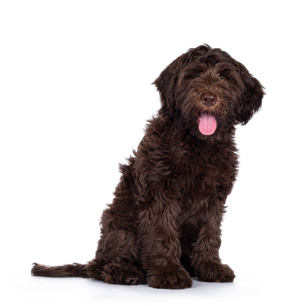istock Brown Cobberdog pup op white background 1307721093