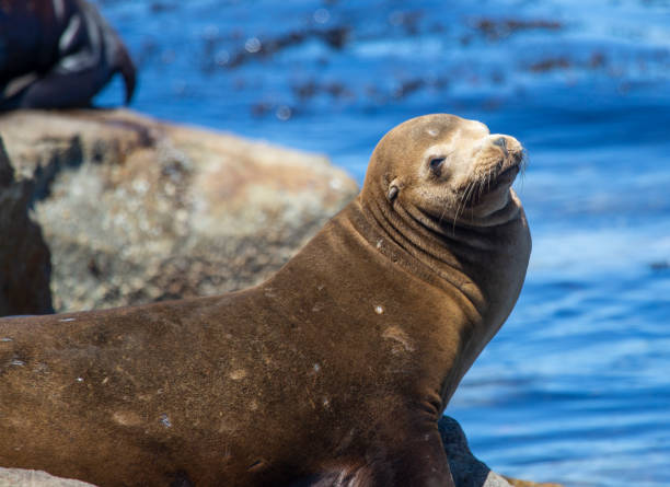 istock Monterey Bay Sea Lion 1307722136
