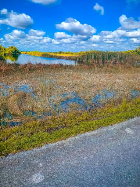 istock Sunrise over a drainage canal in Weston Florida. 1307723206