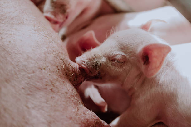 istock Young Piglets at Livestock Farm 1307723416