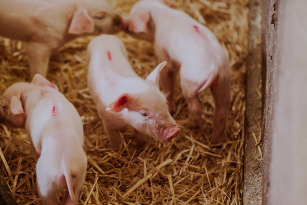 istock Young Piglets at Livestock Farm 1307723485