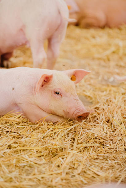 istock Young Piglets at Livestock Farm 1307723573