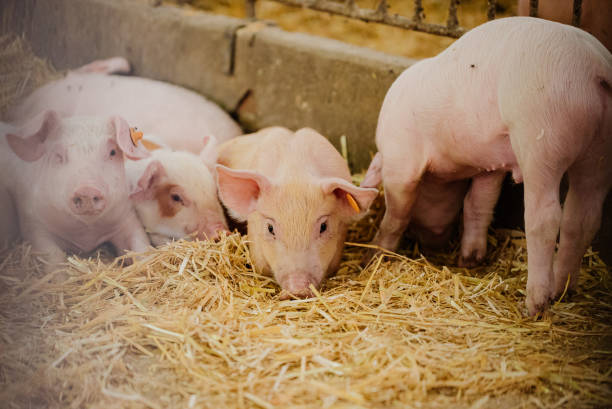 istock Young Piglets at Livestock Farm 1307723585