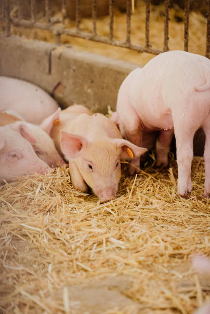 istock Young Piglets at Livestock Farm 1307723590