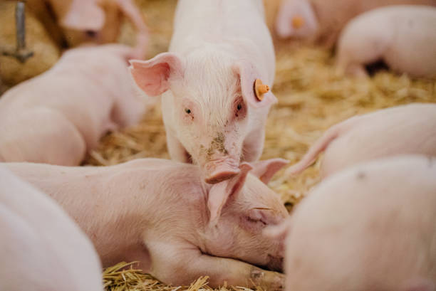 istock Young Piglets at Livestock Farm 1307723595