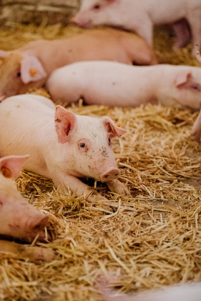istock Young Piglets at Livestock Farm 1307723601