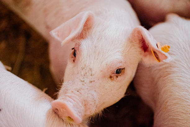 istock Young Piglets at Livestock Farm 1307723616