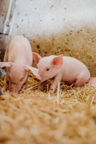 istock Young Piglets at Livestock Farm 1307723659