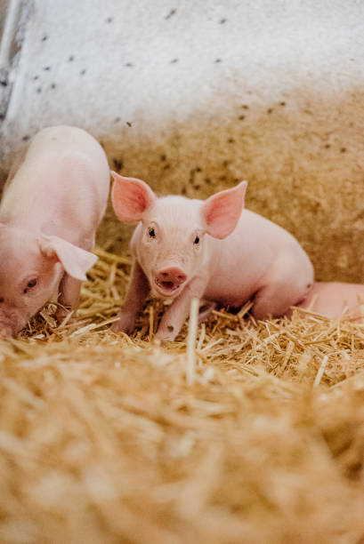 istock Young Piglets at Livestock Farm 1307723667