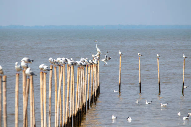 istock Seagulls perched on bamboo poles in the sea. 1307723696