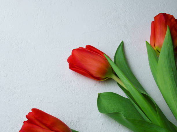 istock Tulip flower with green leaves on white background. 1307723715