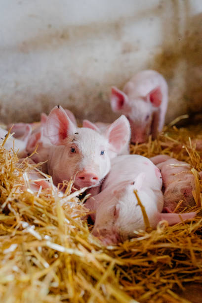 istock Young Piglets at Livestock Farm 1307723729