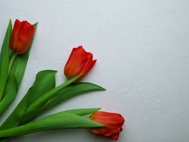 istock Tulip flower with green leaves on white background. 1307723753