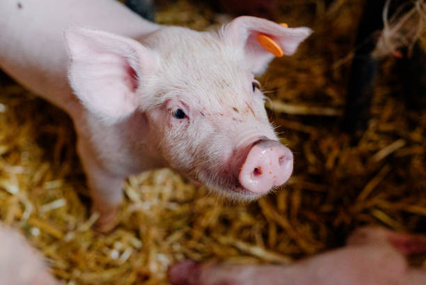 istock Young Piglets at Livestock Farm 1307723776