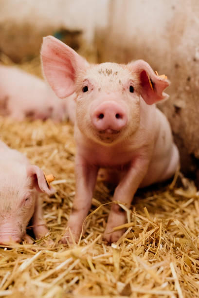 istock Young Piglets at Livestock Farm 1307724316