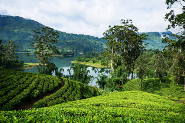 plantations de thé à hatton, sri lanka. - nuwara eliya photos et images de collection