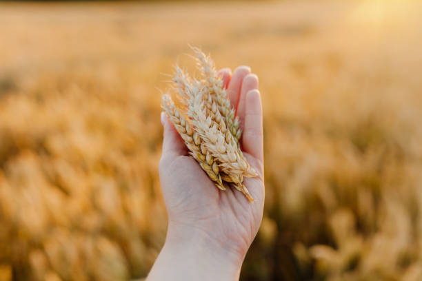 istock woman holding wheat ears in hands agriculture 1307724731