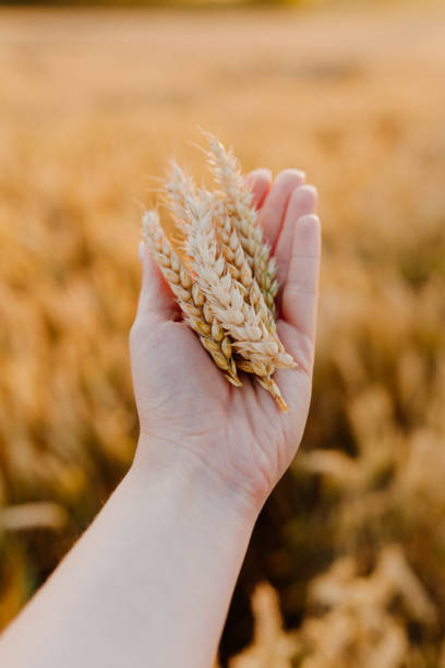 istock woman holding wheat ears in hands agriculture 1307724741