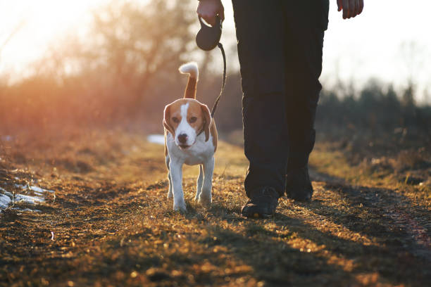 Dog walking next to owner Dog training "heel" command. Cute beagle dog on retractable leash walking directly next to owner against scenic sunset background retractable stock pictures, royalty-free photos & images