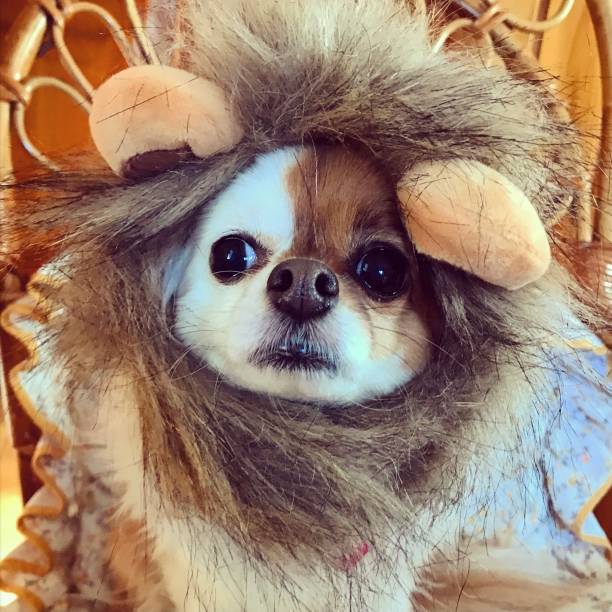 istock sweet little dog portrait 1307725170