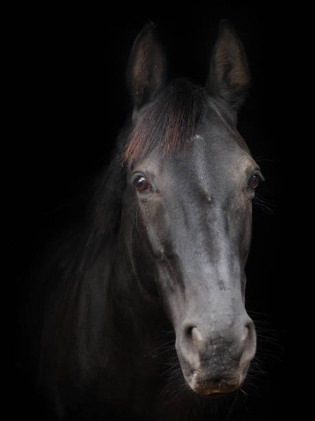 istock Black Horse Headshot 1307726535