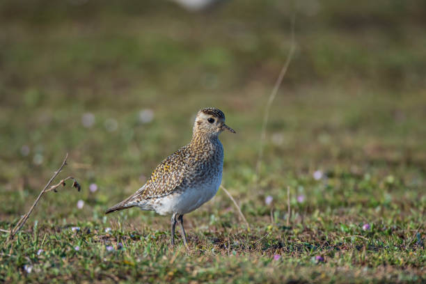istock European Gold Plover, Pluvialis 1307728576