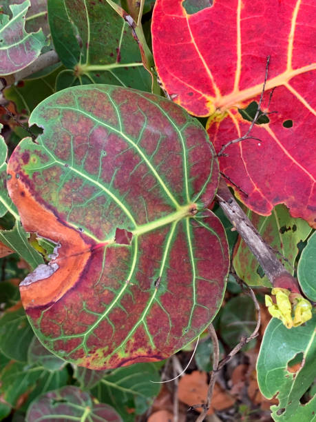 istock Red and green plants on the beach. 1307733058