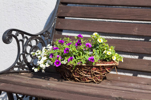 Basket with petunia flowers in bench in garden