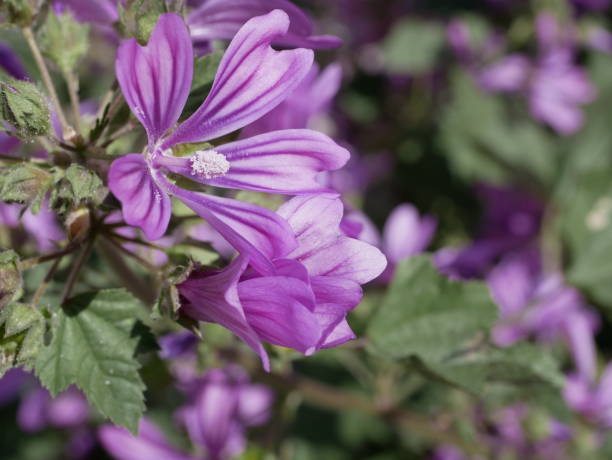 istock Large purple common mallow flowers bloom naturally on a sunny spring day. A fragrant weed plant decorates a flower bed in a city park 1307733358
