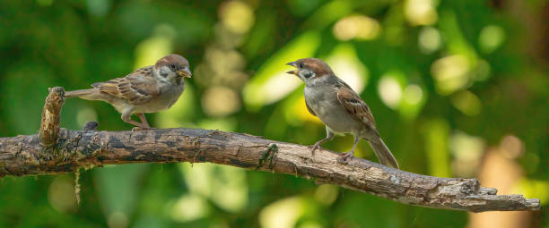 istock Two detailed sparrows, seen from the front, sit on a long branch. One bird talks to the other sparrow. With a blurry green and yellow background. Social media, webbanner or backdrop 1307733927