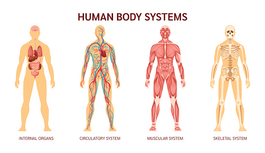 Human body system. Human body skeleton, muscular system, system of blood vessels with arteries, veins. Human body internal organs heart, liver, brain, kidneys, lungs, stomach spleen pancreas vector