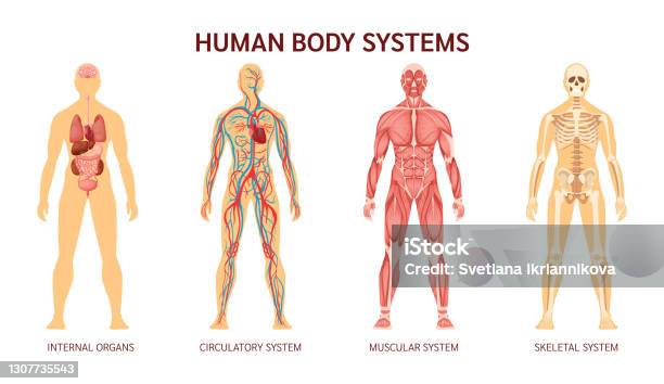 Human Body System Human Body Skeleton Muscular System System Of Blood Vessels With Arteries Veins Human Body Internal Organs Heart Liver Brain Kidneys Lungs Stomach Spleen Pancreas Stock Illustration - Download Image Now