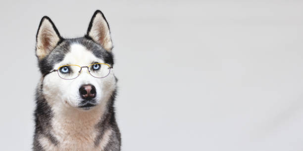 istock Siberian husky portrait in glasses on a grey background 1307735584