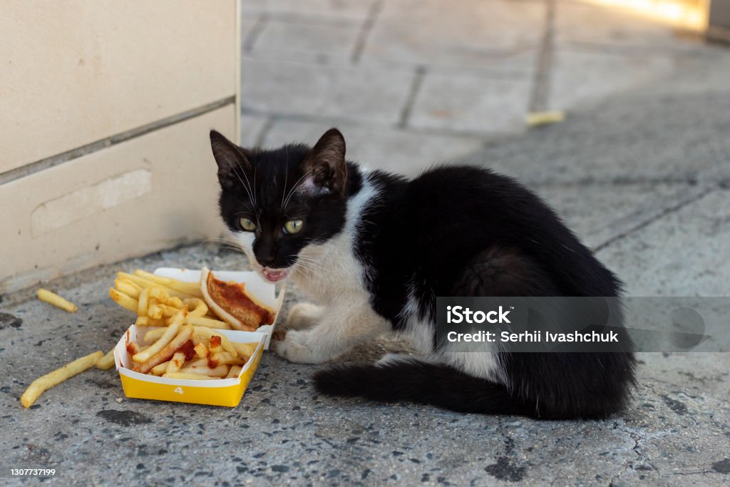Black and white stray kitten. Black and white stray kitten eats french fries on sidewalk. Domestic Cat Stock Photo