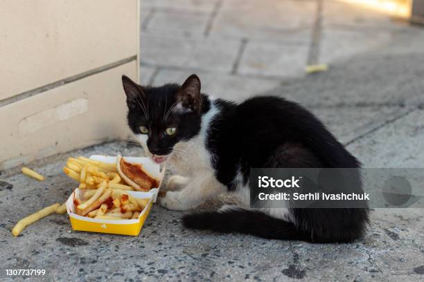 Black And White Stray Kitten Stock Photo - Download Image Now - Domestic Cat, French Fries, Undomesticated Cat