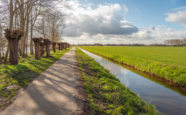istock Long line of freshly pruned pollard willows along a footpath 1307738460