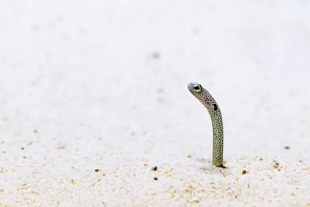 Photo of Spotted garden eel