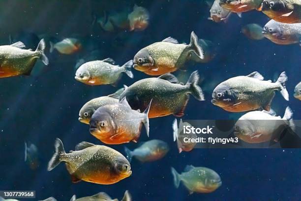 Piranha Moving In A Flock Stock Photo - Download Image Now - Piranha, Aquarium, Fish Tank