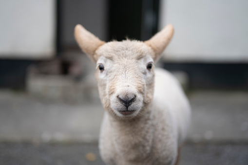 pet lamb in spring