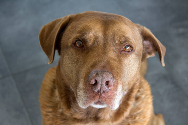 istock Big brown dog portrait 1307743401
