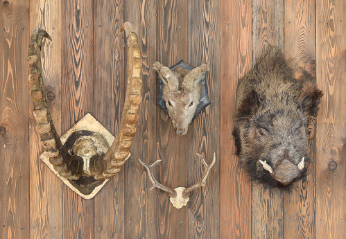 stuffed boar and deer head on wooden background