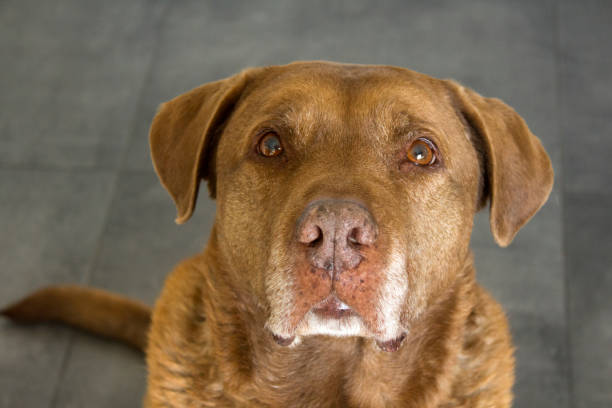 istock Happy dog portrait 1307743634