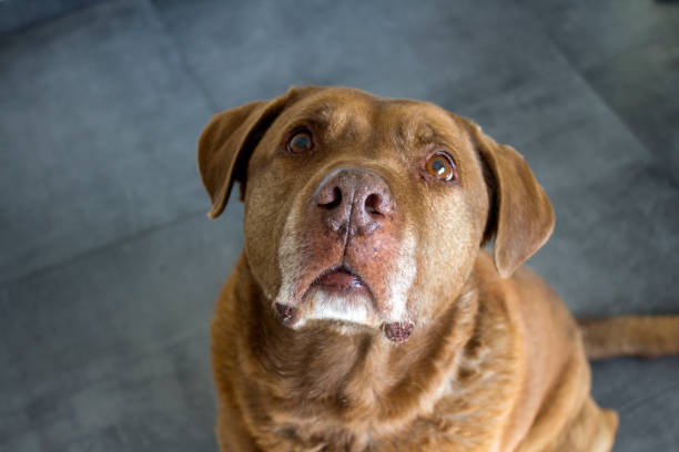istock Big brown dog portrait 1307743929