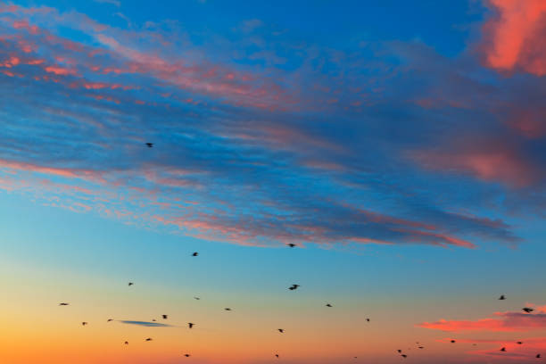 istock Flock of crows on the heaven 1307744232