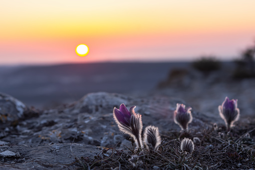 Dream-grass beautiful Pulsatilla patens blooms in spring in the mountains. The violet-red hue of the setting sun. Atmospheric spring background. Delicate, fragile flowers in selective focus at sunset.