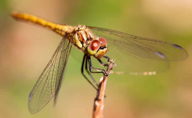 istock Beautiful dragonfly closeup in spring 1307746924