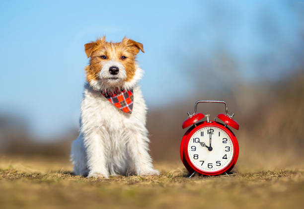 istock Obedient cute dog sitting in the grass, pet training concept 1307746925