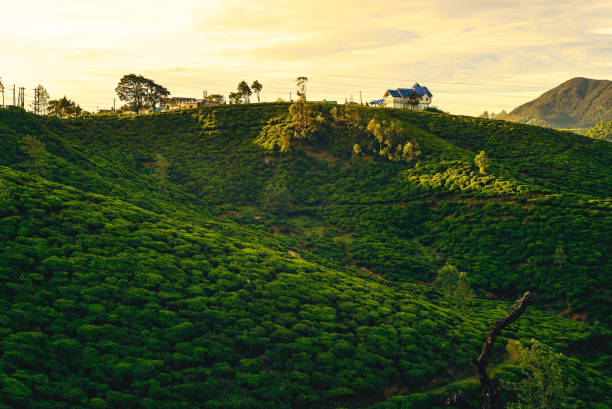 tea garden with farmhouse scenery of tea garden with farmhouse at sri lanka at dawn tea crop photos stock pictures, royalty-free photos & images